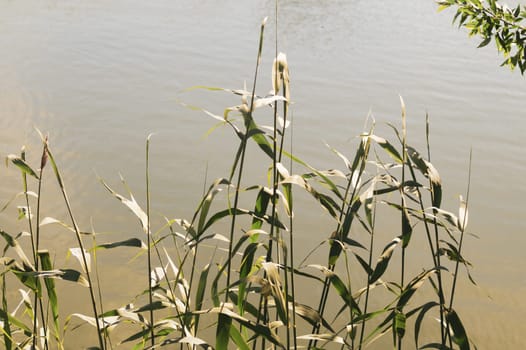 Water plants at the side of a lake