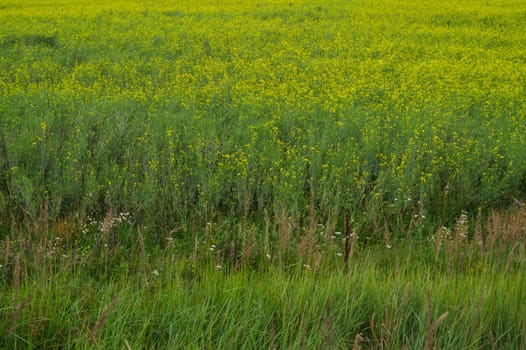 Green meadow background. floral texture. nature backdrop