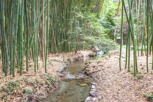 Bamboo botanical garden. Useful concept for zen, environment and green life.