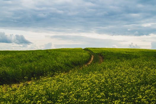 Beautiful valley. way through green meadows and hills. yellow flowering field. nature landscape with horizon line
