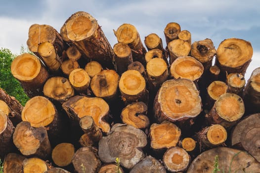 Stack of logs. natural wooden background with timber. log wall. pile of timber