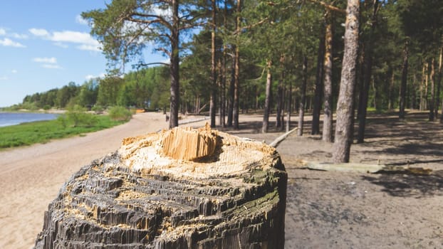 Stump of the old pine. broken dry tree close up