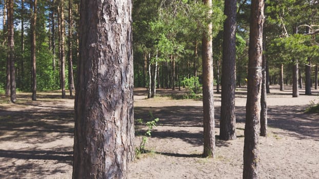 Pine tree trunks. evergreen forest. dry bark. nature landscape