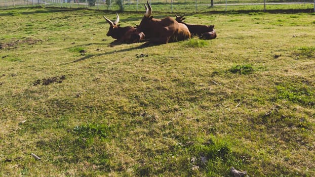 Herd of bulls is resting at the zoo