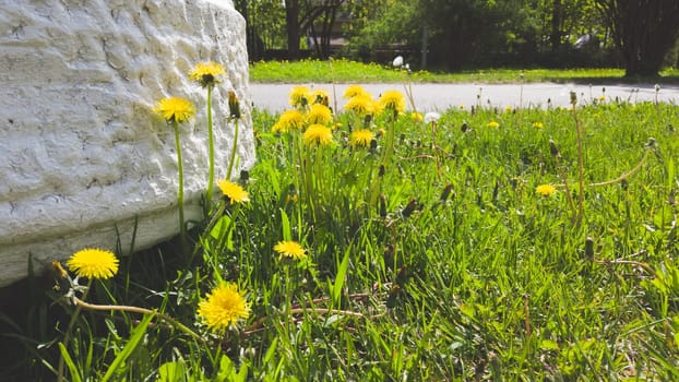 Yellow dandelions on the wayside. blades of grass