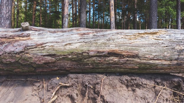 Trunk of a fallen dry tree. old pine log
