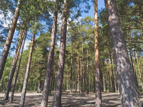 Pine tree trunks. evergreen forest. dry bark. nature landscape