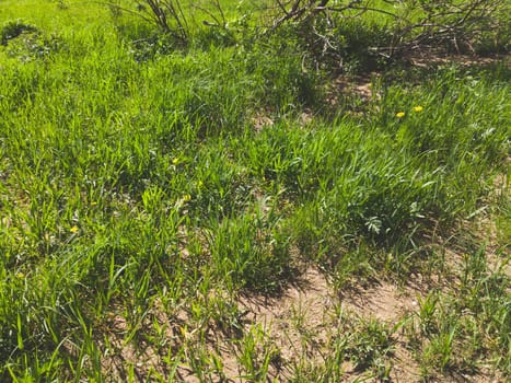 Green grass nature background. plant stems