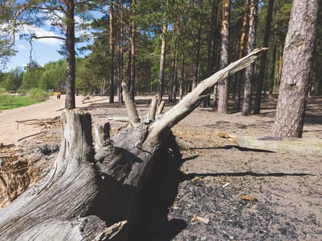 Trunk of a fallen dry tree. old pine log