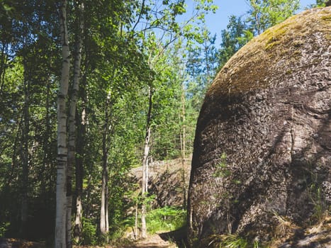 Big overgrown rock in dense forest. nature landscape. green foliage. summer day