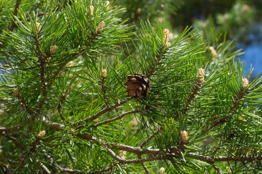 Pine tree close up. branches of spruce