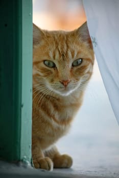 a curious cat