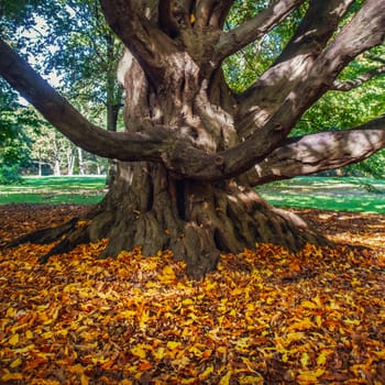 a tree in Berlin Tiergarten Park in autumn