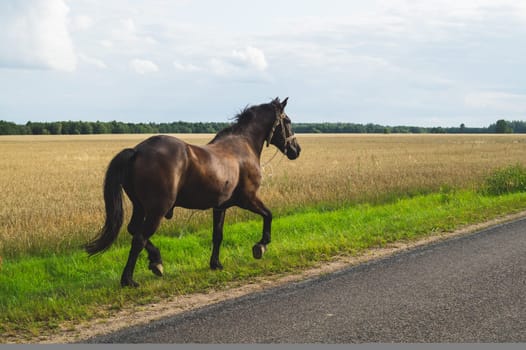 Lonely brown horse walks along the road. runaway horse in the countryside