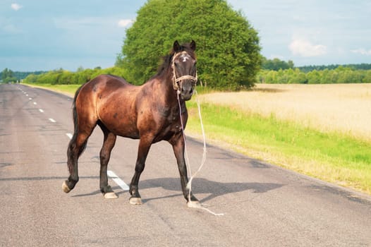Lonely brown horse crossing the road. runaway horse in the countryside