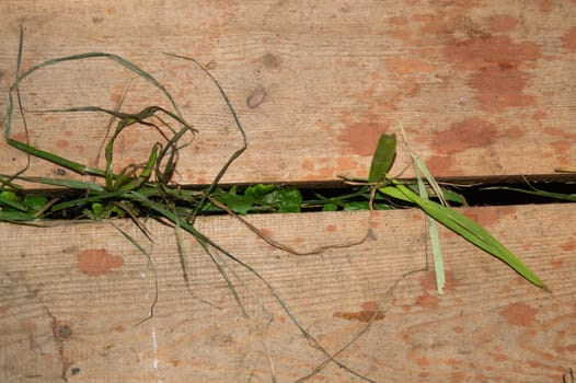 Grass growing through wooden plank floor. nature background