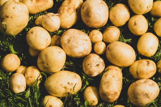 Fresh young potato lies on the grass. raw vegetables. healthy eating. vegetarian food. vegetables from the garden