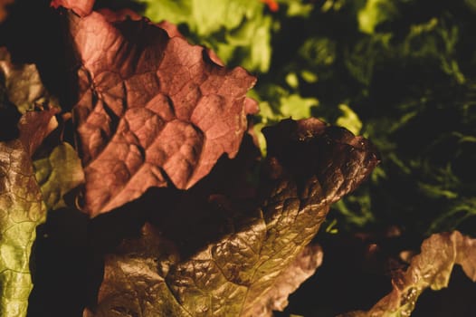 Lettuce salad leaves. organic vegetables. vegetarian nutrition. healthy food