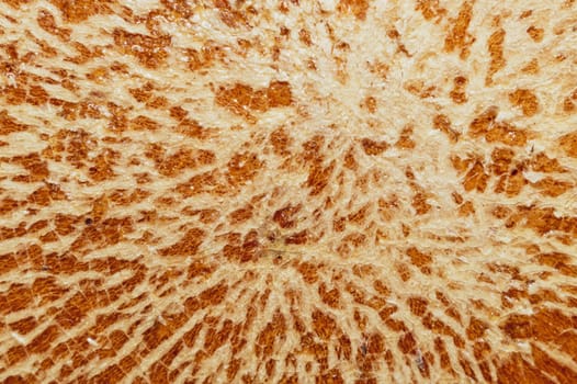 Cracked varnish on wooden surface. varnished wood texture. grunge background