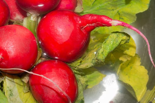Fresh red radish with green leaves. vegetables soaked in bowl with water. vegetarian food. healthy eating