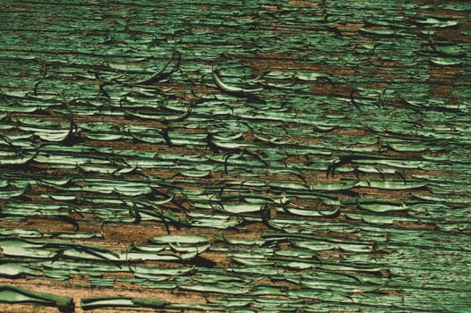 Abstract wood texture with peeling paint. green wooden backdrop. shabby painted wood background