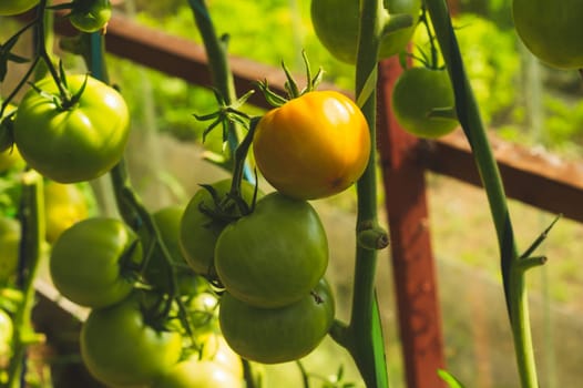 Tomato plant growing in greenhouse. Fresh vegetable hanging on branch. Organic food production. healthy nutrition