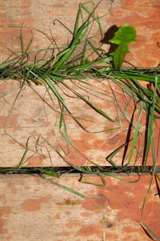 Grass growing through wooden plank floor. nature background