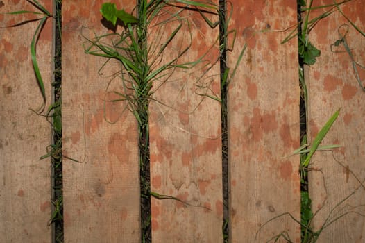 Grass growing through wooden plank floor. nature background