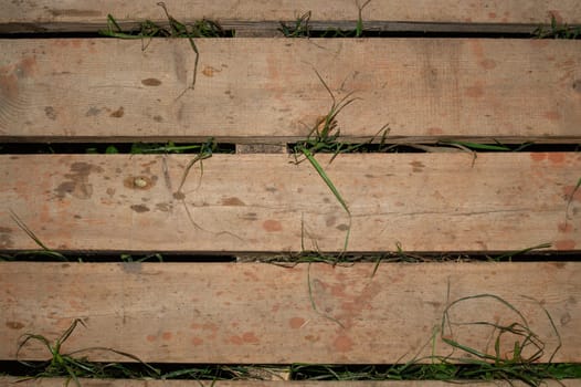 Grass growing through wooden plank floor. nature background