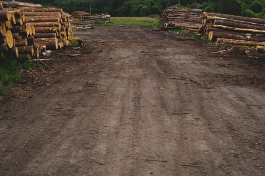 Wooden logs in the forest. chopped tree logs stack. nature landscape. pile of timber