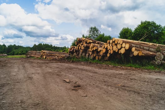 Wooden logs in the forest. chopped tree logs stack. nature landscape. pile of timber
