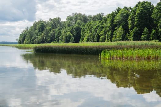 Green shore of the lake with the reeds and plants. forest near the water