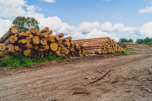 Wooden logs in the forest. chopped tree logs stack. nature landscape. pile of timber