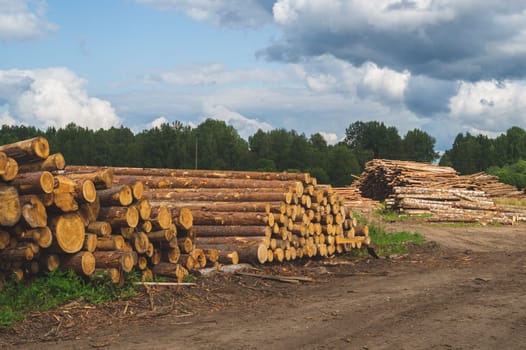 Wooden logs in the forest. chopped tree logs stack. nature landscape. pile of timber