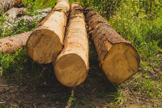 Pile of wooden logs. timber background. untreated wood