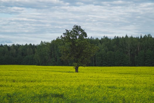 Green meadow with lonely tree and yellow plants. forest and sky