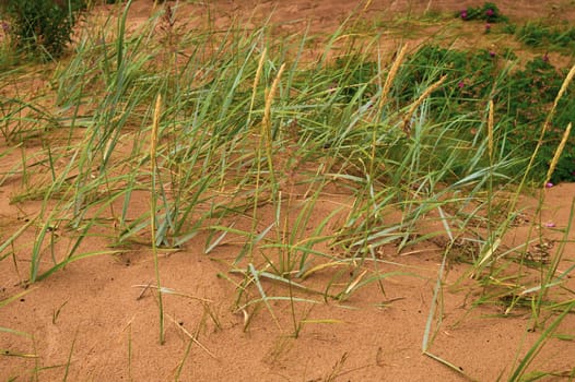 Wild grass growing on the sand beach. moist soil