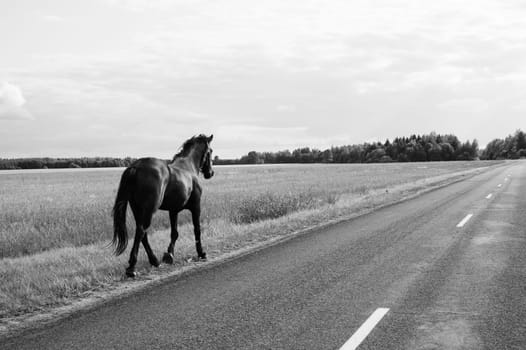 Lonely horse walks on the road. runaway horse in the countryside. black and white