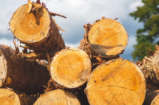 Stack of logs. natural wooden background with timber cuts. log wall