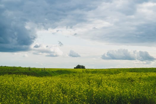 Beautiful valley. way through green meadows and hills. yellow flowering field. nature landscape with horizon line