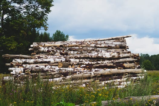 Wooden logs in the forest. chopped tree logs stack. nature landscape. pile of timber