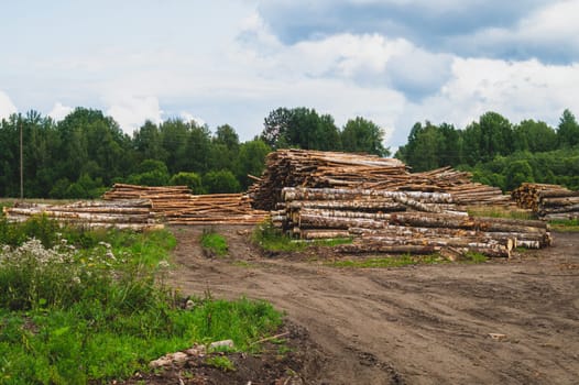 Wooden logs in the forest. chopped tree logs stack. nature landscape. pile of timber