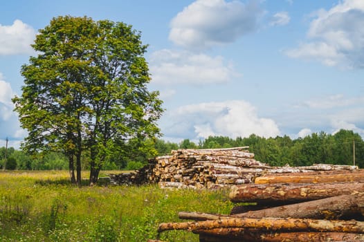Wooden logs in the forest. chopped tree logs stack. nature landscape. pile of timber
