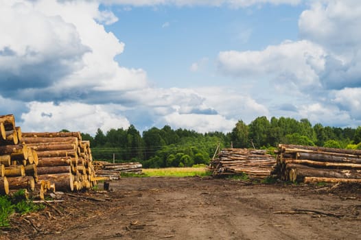 Wooden logs in the forest. chopped tree logs stack. nature landscape. pile of timber