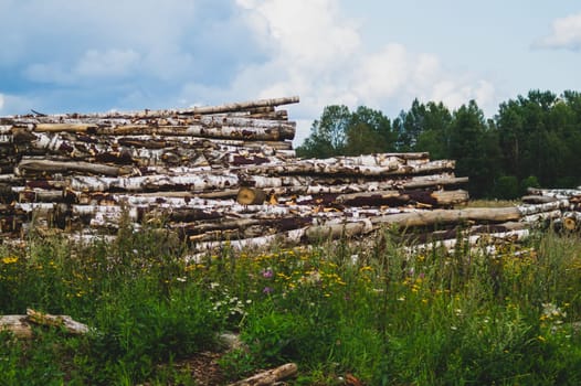 Wooden logs in the forest. chopped tree logs stack. nature landscape. pile of timber