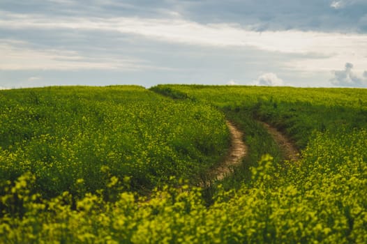Beautiful valley. way through green meadows and hills. yellow flowering field. nature landscape with horizon line