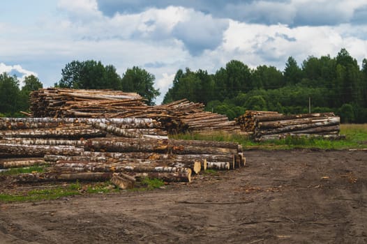 Wooden logs in the forest. chopped tree logs stack. nature landscape. pile of timber