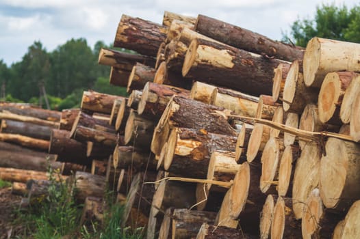 Wooden logs in the forest. chopped tree logs stack. nature landscape. pile of timber