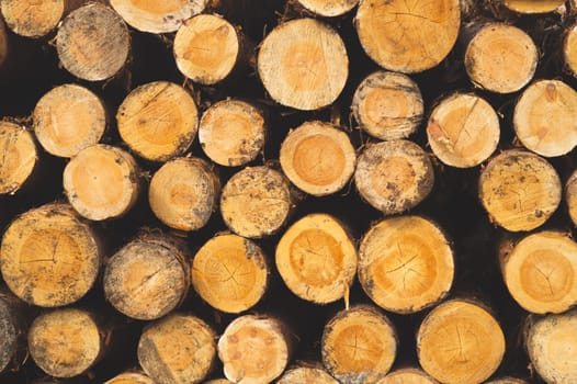 Stack of logs. natural wooden background with timber. log wall. pile of timber