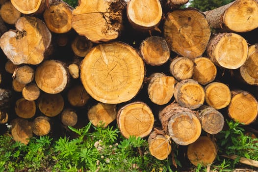 Stack of logs. natural wooden background with timber. log wall. pile of timber
